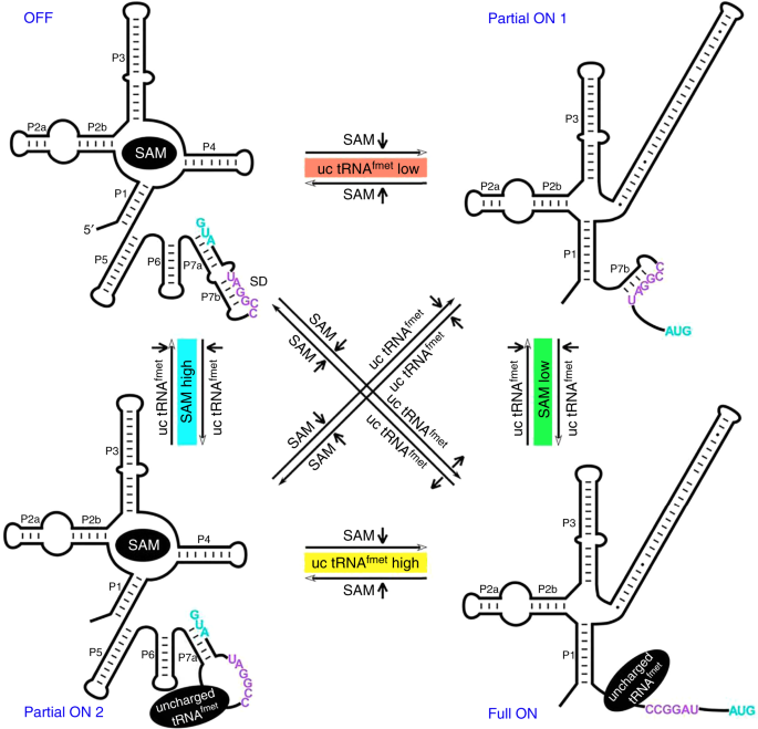 SAM–SAH riboswitch - Wikipedia