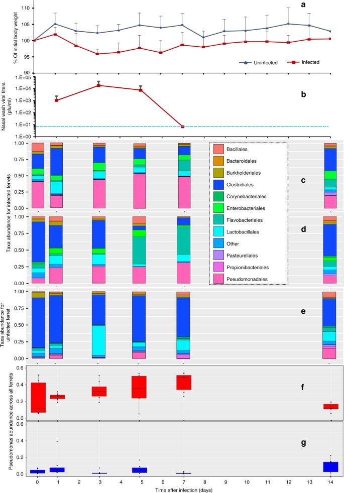 Microbiome disturbance and resilience dynamics of the upper respiratory  tract during influenza A virus infection | Nature Communications