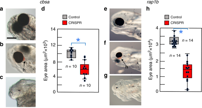 A Hypomorphic Cystathionine Ss Synthase Gene Contributes To Cavefish Eye Loss By Disrupting Optic Vasculature Nature Communications