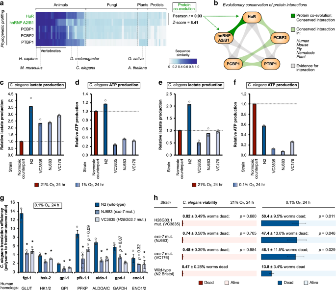 Fig. 6: The oxygen-sensitive RBP network regulates hypoxia sensitivity across species.