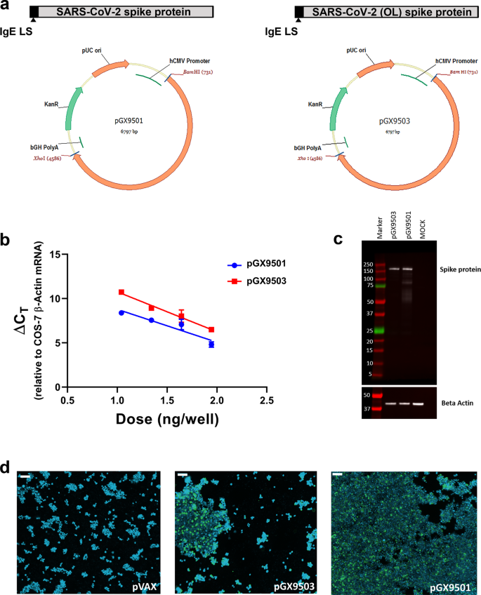 Safety and immunogenicity of INO-4800 DNA vaccine against SARS-CoV