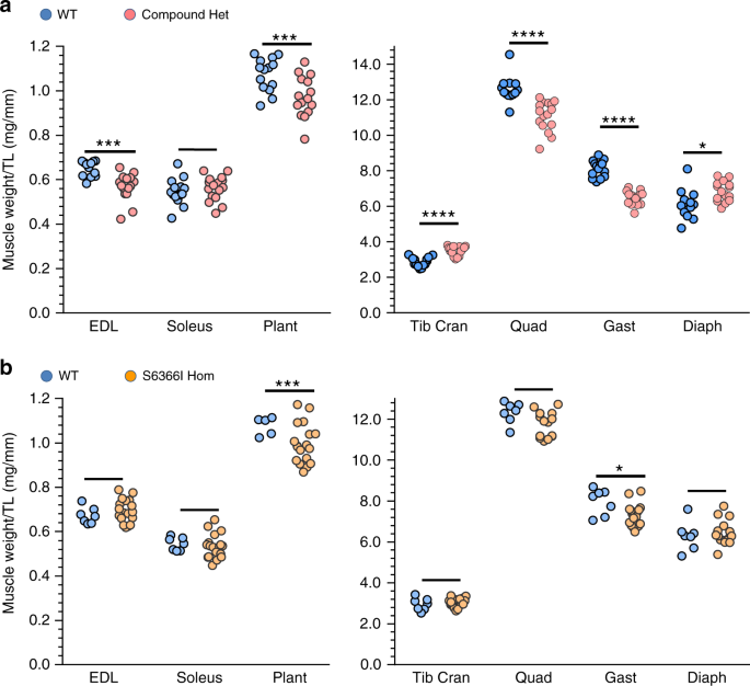 Fig. 2: Assessing muscle weights.