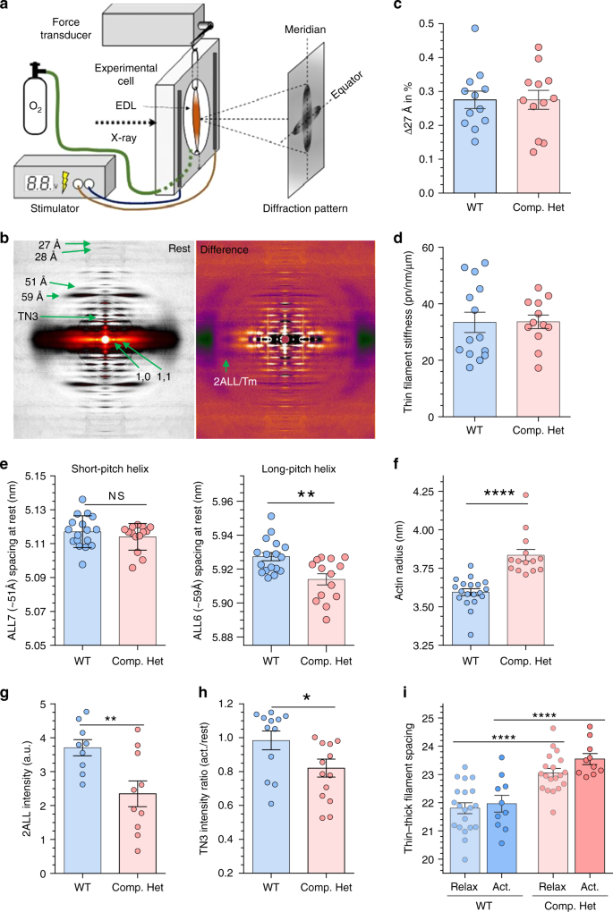 Fig. 8: Thin filament structure assessed by X-ray diffraction on intact EDL muscle.