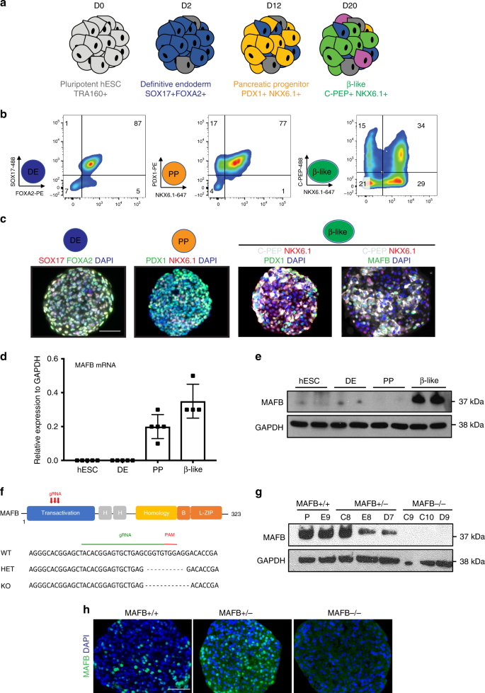 Loss Of The Transcription Factor Mafb Limits B Cell Derivation From Human Pscs Nature Communications