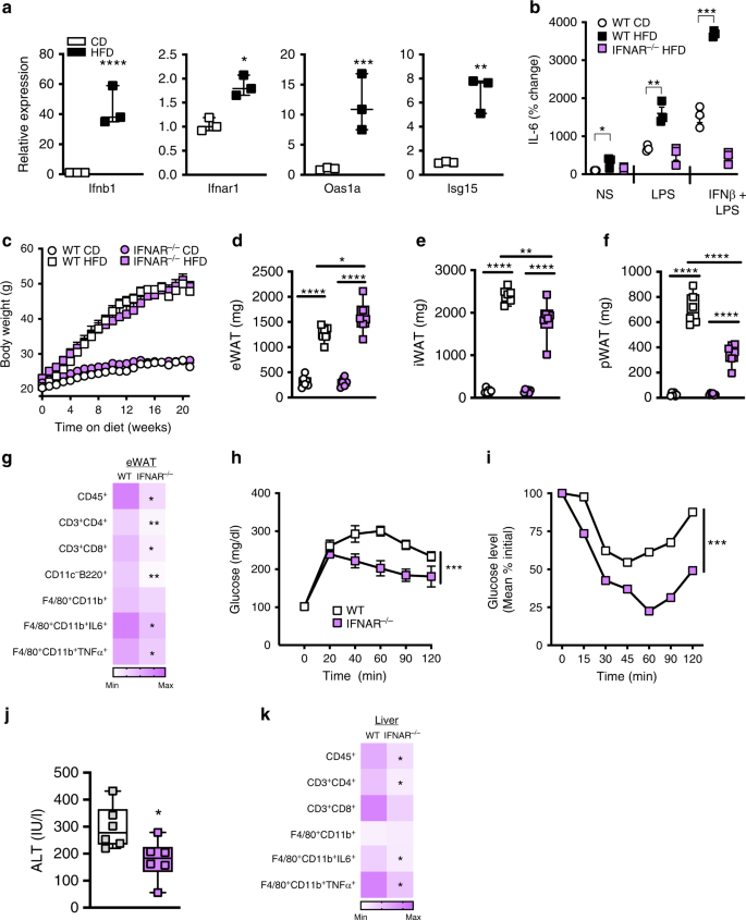 Fig. 4: Type I IFN/IFNAR axis contributes to the pathogenesis of obesity-associated sequelae.