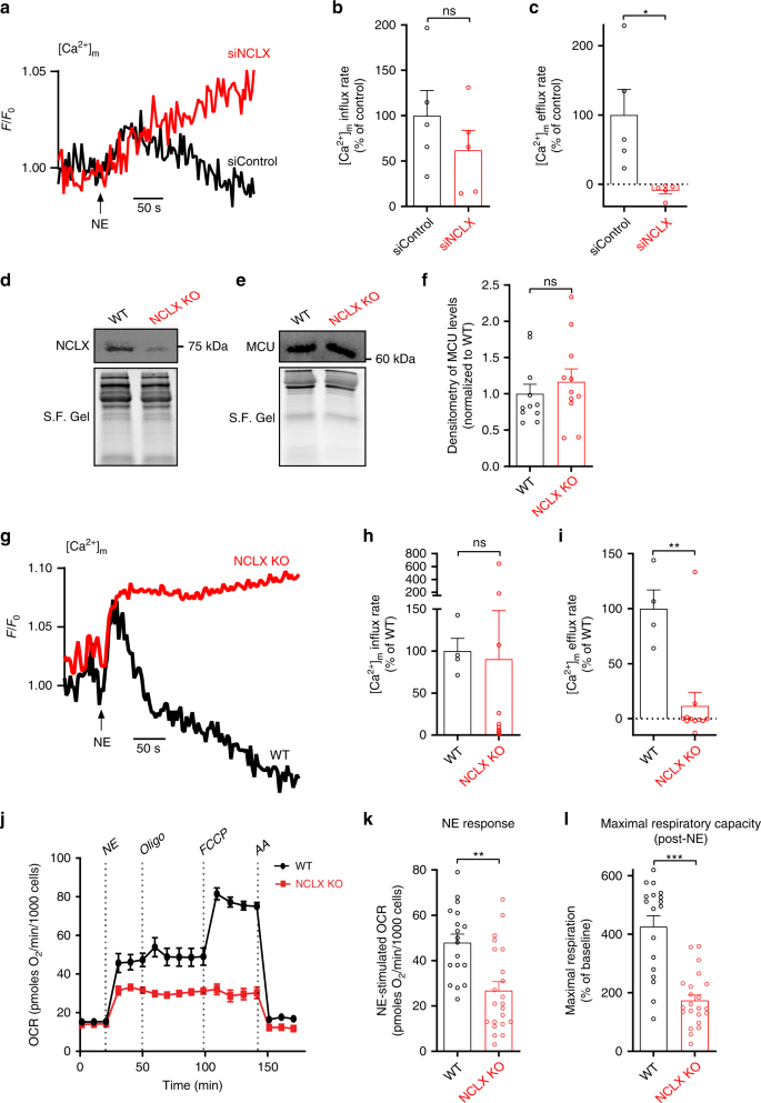 Nclx Prevents Cell Death During Adrenergic Activation Of The Brown Adipose Tissue Nature Communications