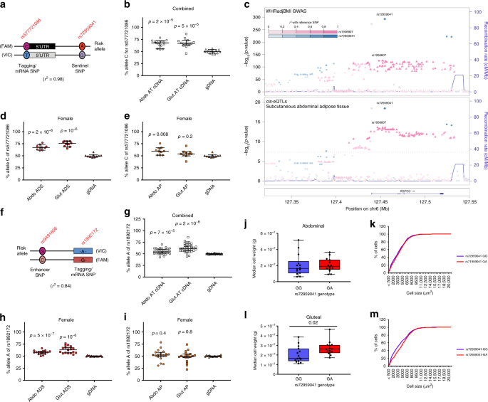 Fig. 1: Allelic expression imbalance of RSPO3 and histological studies in abdominal and gluteal AT.