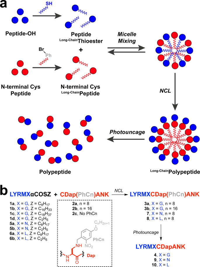 Traceless native chemical ligation of lipid-modified peptide surfactants by  mixed micelle formation | Nature Communications