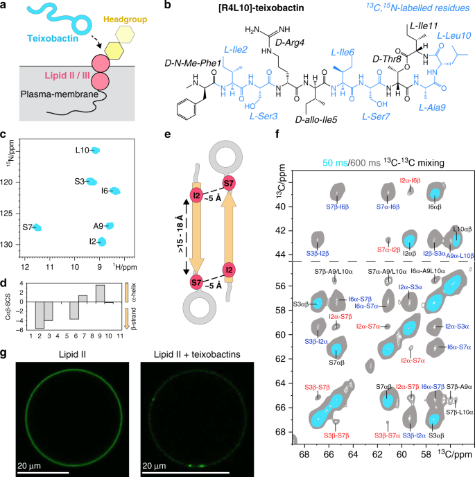 Mode of action of teixobactins in cellular membranes | Nature Communications