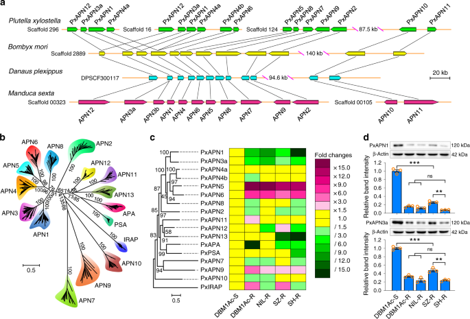Fig. 1: Genome-wide cloning and characterization of the APN gene family in P. xylostella.