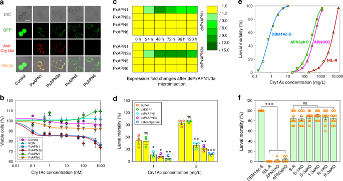 Fig. 2: PxAPN1 and PxAPN3a are functional Cry1Ac receptors in P. xylostella.