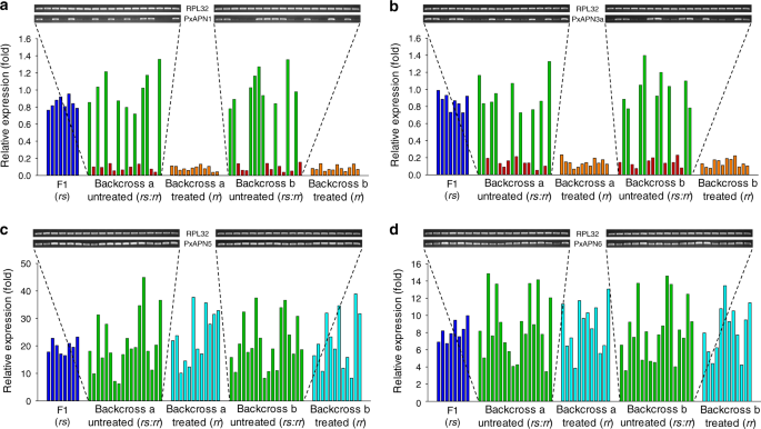 Fig. 3: Linkage of Cry1Ac resistance phenotype to reduced PxAPN1 and PxAPN3a expression.