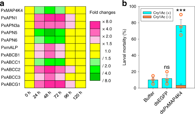 Fig. 4: Effect of PxMAP4K4 gene silencing on midgut gene expression and larval Cry1Ac susceptibility.