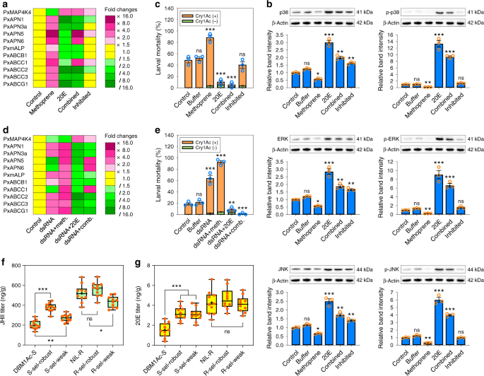 Fig. 6: Effect of hormone titers in susceptible and resistant P. xylostella.