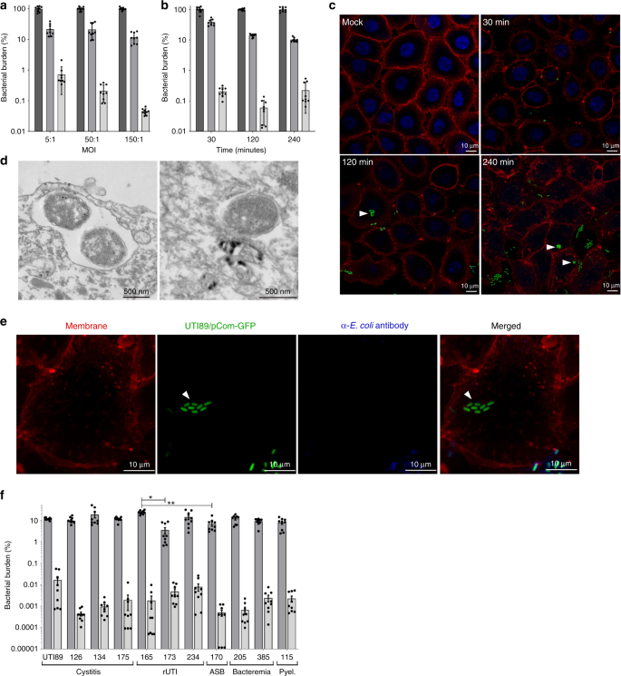 Invasion Of Vaginal Epithelial Cells By Uropathogenic Escherichia Coli Nature Communications