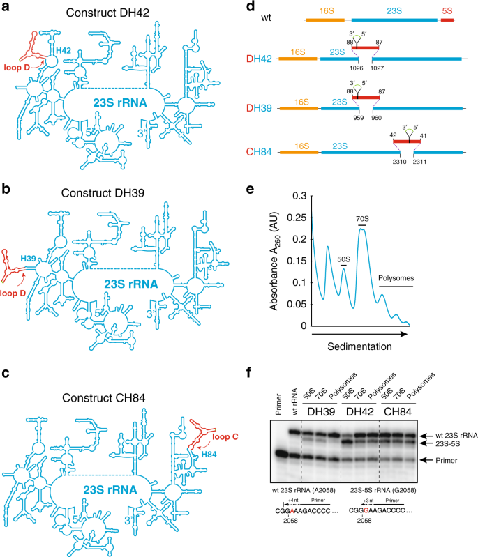 Ribosome Engineering Reveals The Importance Of 5s Rrna Autonomy For Ribosome Assembly Nature Communications