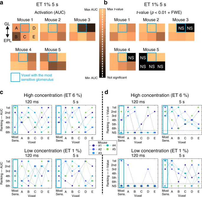 Fig. 5: Spatial resolution of fUS responses.