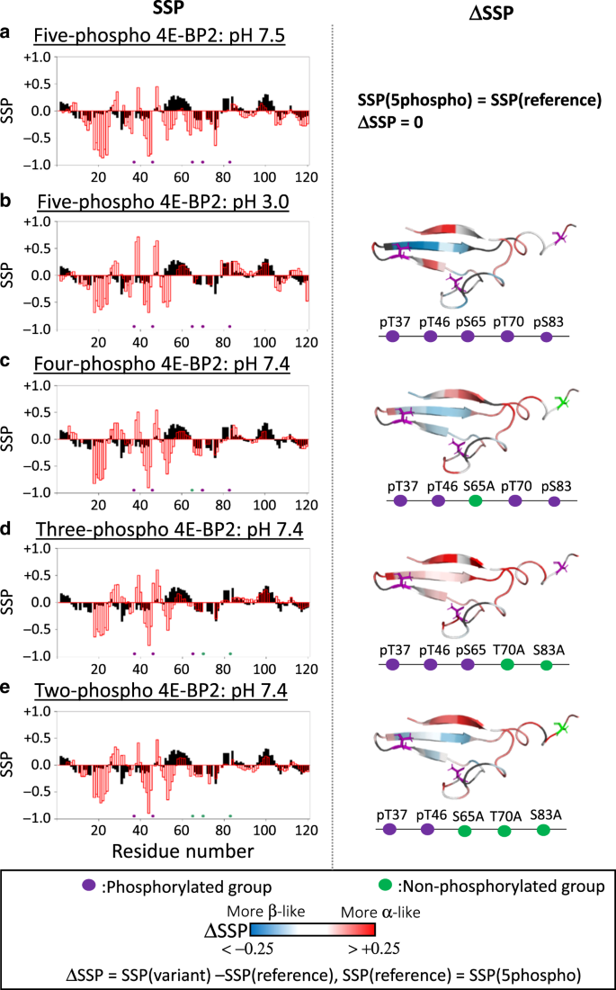 Non Cooperative 4e Bp2 Folding With Exchange Between Eif4e Binding And Binding Incompatible States Tunes Cap Dependent Translation Inhibition Nature Communications