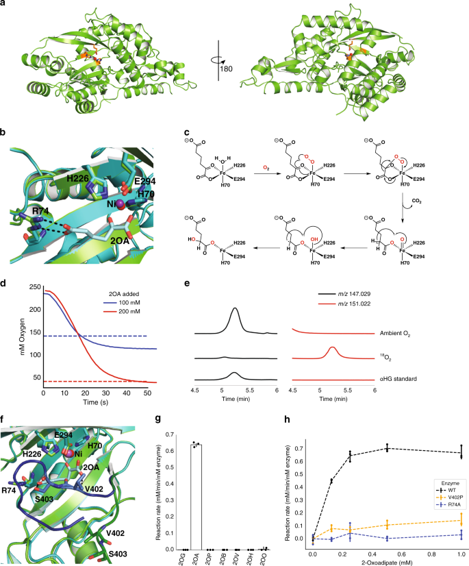 Fig. 1: Structural and Biochemical Analyses of P. putida HglS.
