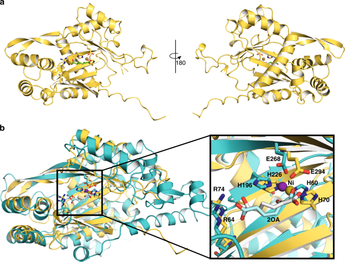 Fig. 2: Structural comparison of FLO7 and HglS.