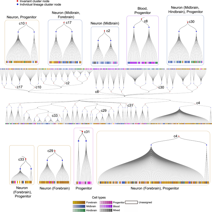 Fig. 4: Invariant lineage tree for juvenile zebrafish brain for scGESTALT dataset.