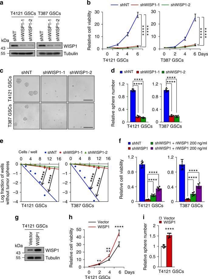 Fig. 2: WISP1 is required for GSC proliferation and self-renewal.
