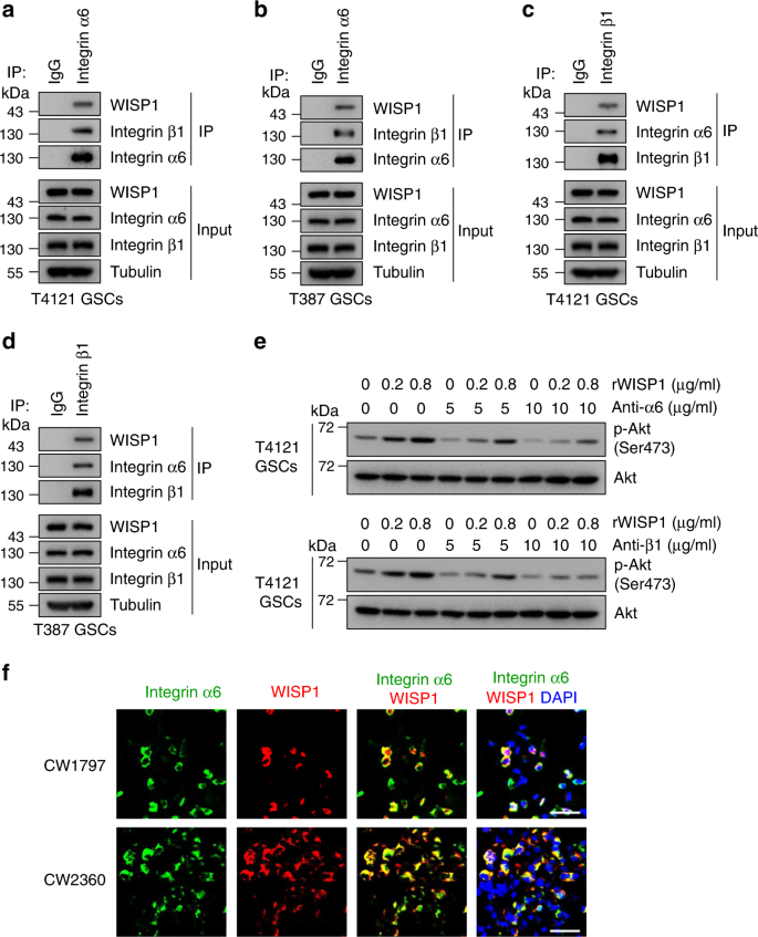Fig. 6: WISP1 binds to Integrin α6β1 in GSCs.