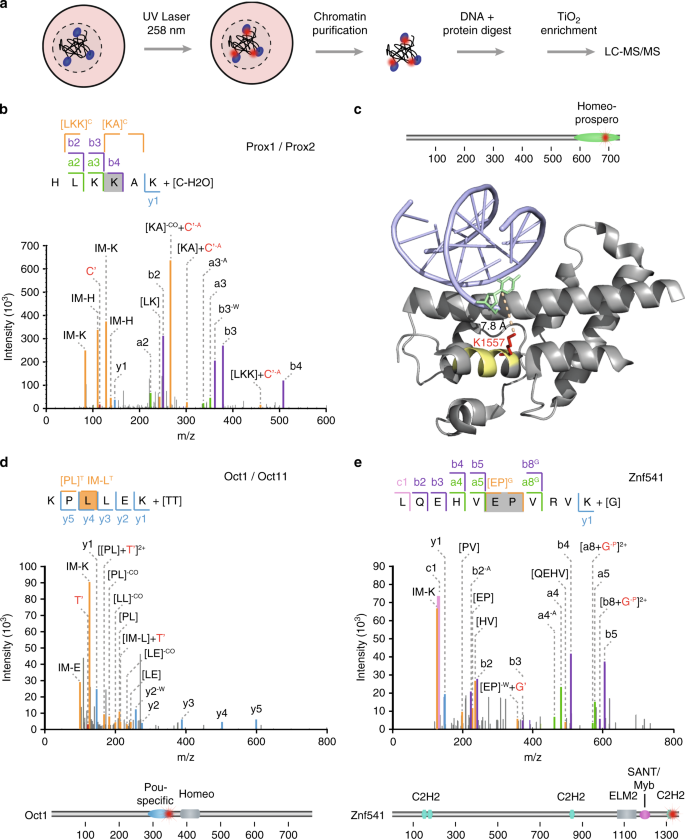 Fig. 6: fliX-MS applied to mouse embryonic stem cells.
