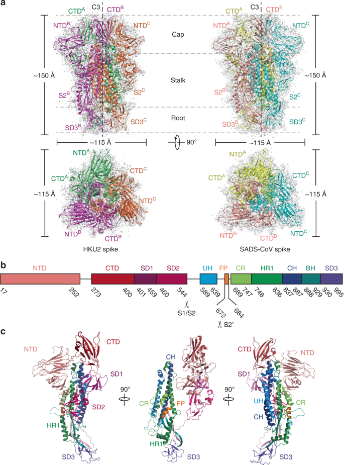 Fig. 1: Overall structures of HKU2 and SADS-CoV spike glycoproteins.
