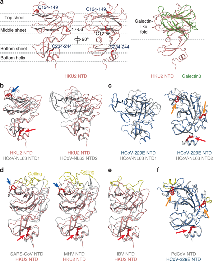 Fig. 2: Structure of HKU2 NTD and comparisons.