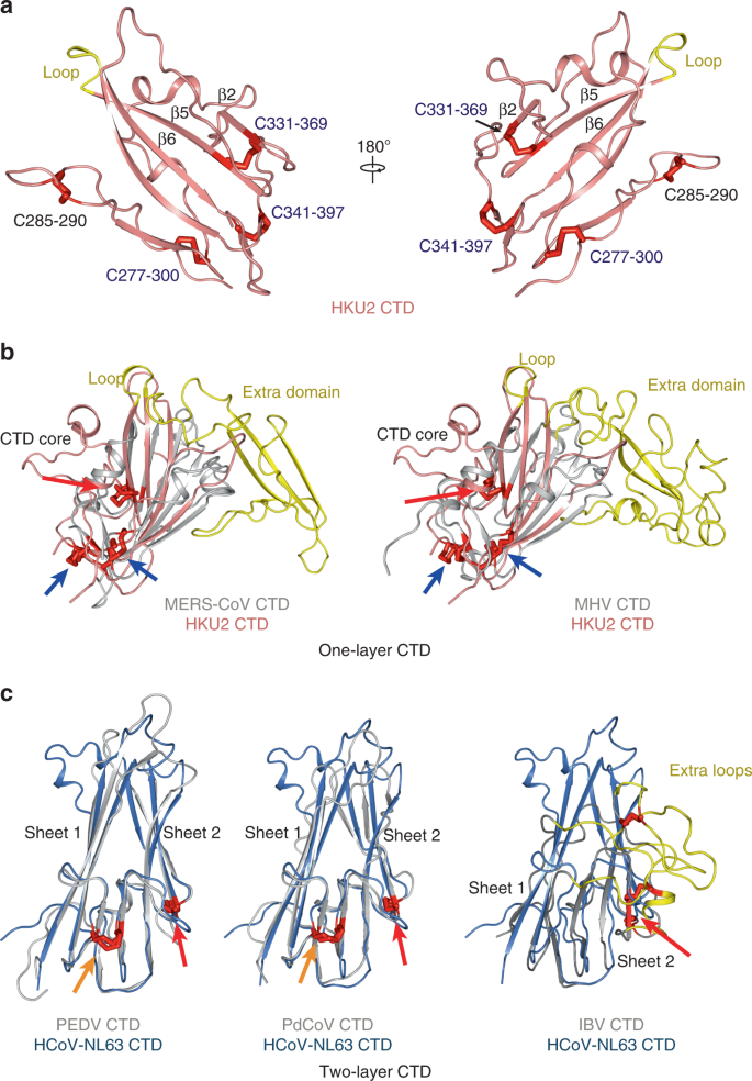 Fig. 3: Structure of HKU2 CTD and comparisons.