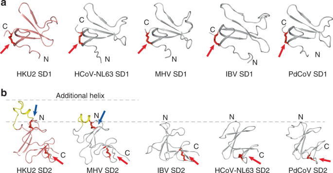 Fig. 4: Structures of SD1 and SD2 and comparisons.