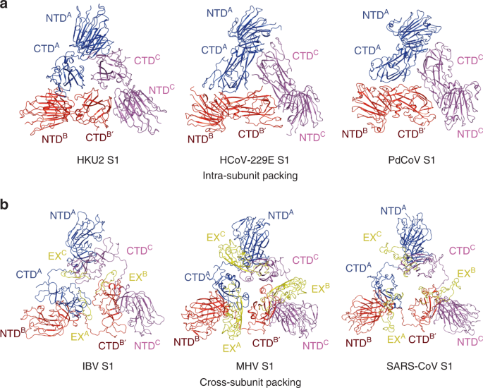Fig. 5: Quaternary packing of NTD and CTD.