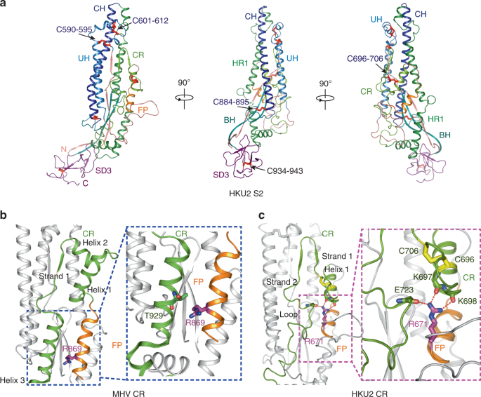 Fig. 6: Structure of HKU2 S2.