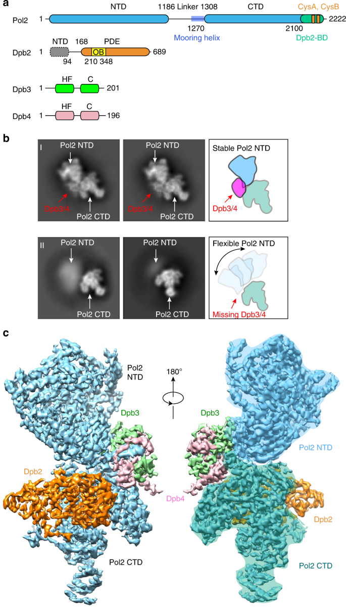 Structure Of The Polymerase E Holoenzyme And Atomic Model Of The Leading Strand Replisome Nature Communications