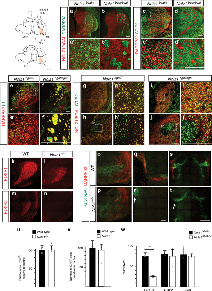Nolz1 Expression Is Required In Dopaminergic Axon Guidance And Striatal Innervation Nature Communications Nolz1 Expression Is Required In Dopaminergic Axon Guidance And Striatal Innervation Nature Communications
