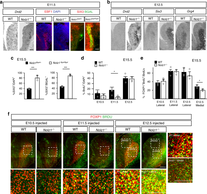 Fig. 4: Temporal generation of striatal projection neurons is altered in Nolz1−/− mutant embryos.