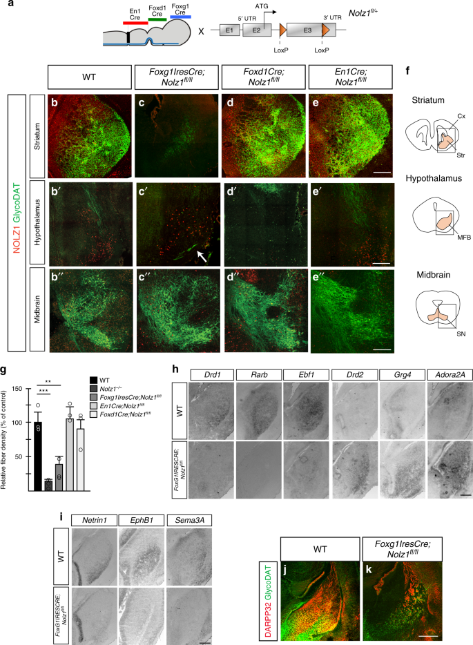 Fig. 5: DA axon guidance phenotype is mediated by lack of striatal Nolz1 expression.
