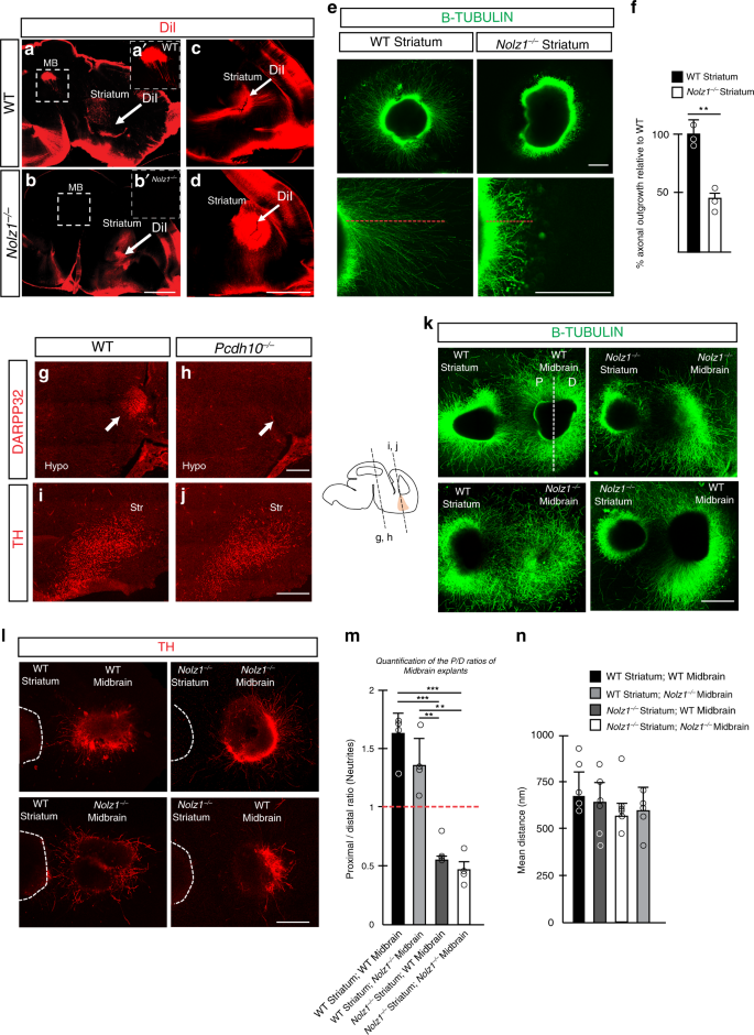 Fig. 6: Impaired striatal axonal outgrowth and repulsion of DA axons by Nolz1−/− mutant striatum.