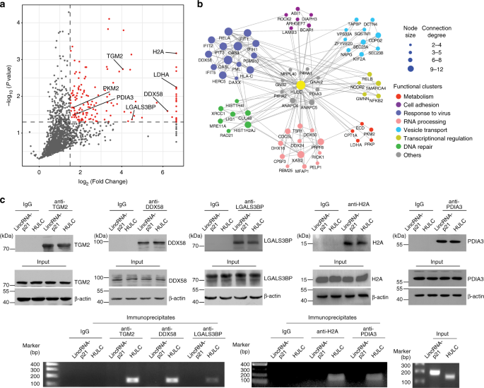 Fig. 2: The identified HULC interacting proteins.
