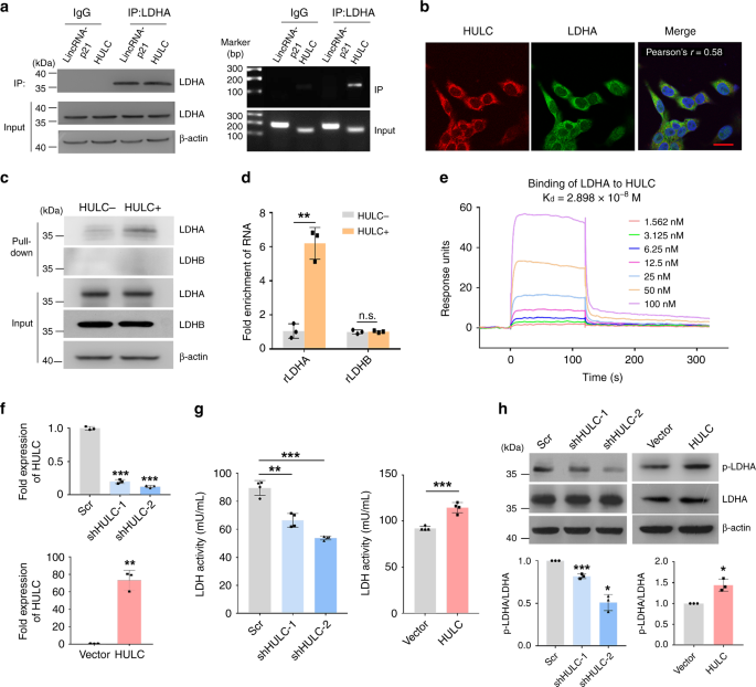 Fig. 3: HULC interacts with the glycolytic enzyme LDHA.