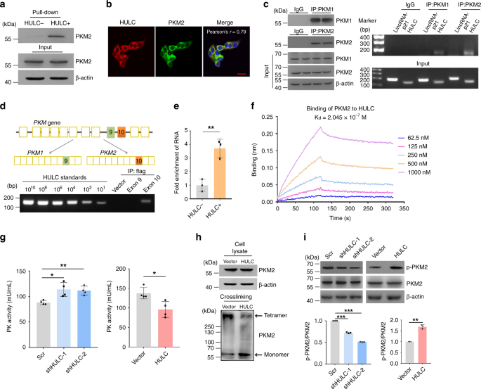 Fig. 4: HULC interacts with the glycolytic enzyme PKM2.