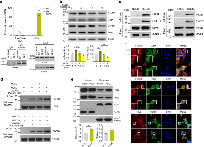 Fig. 5: HULC modulates the phosphorylation of LDHA and PKM2 through FGFR1.