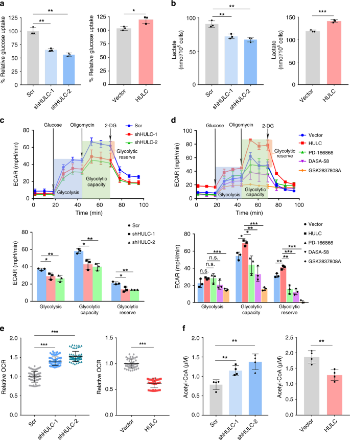 Fig. 6: HULC promotes glycolysis.