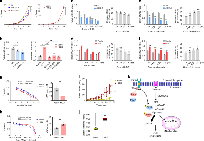 Fig. 7: HULC promotes cell proliferation by elevating aerobic glycolysis.