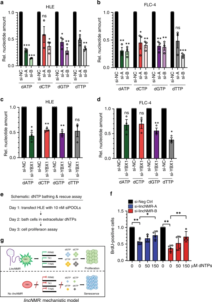 The lncRNA lincNMR regulates nucleotide metabolism via a YBX1 - RRM2 axis in cancer