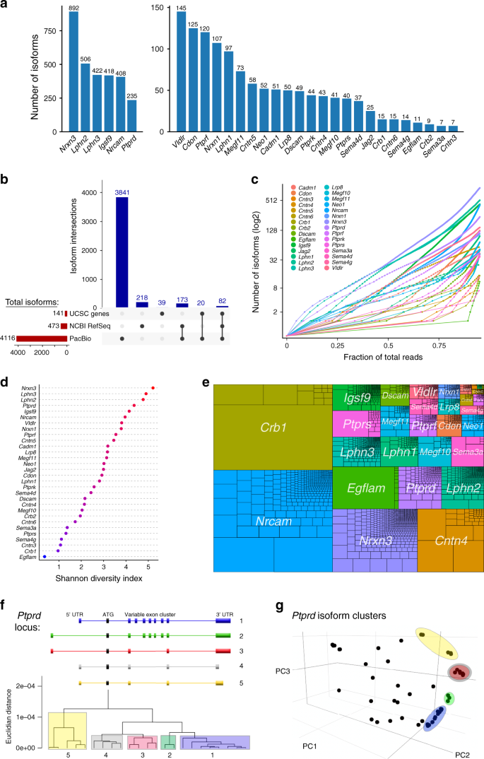 Fig. 2: mRNA isoform diversity revealed by lrCaptureSeq.
