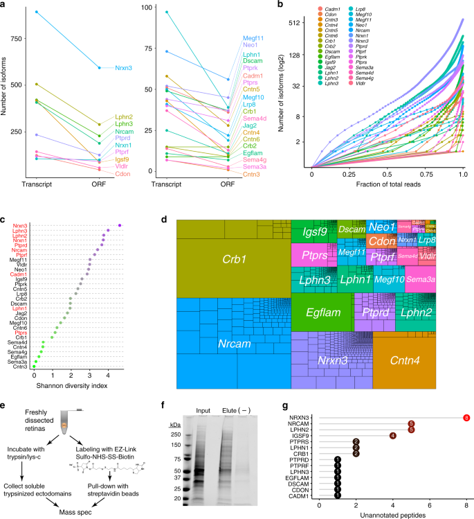 Fig. 3: Transcript diversity contributes to a wealth of protein diversity.