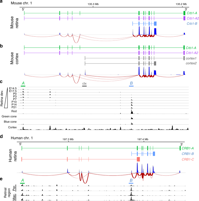 Fig. 5: Identification of a retina-specific Crb1 isoform in mouse and human retina.