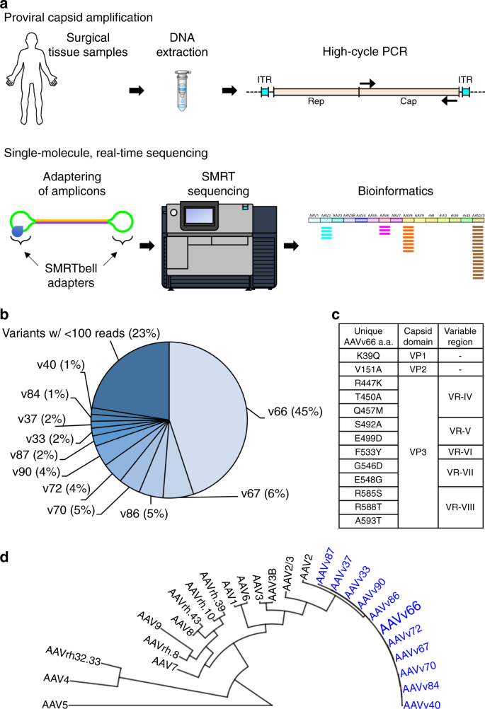 Structural characterization of a novel human adeno-associated virus capsid  with neurotropic properties | Nature Communications